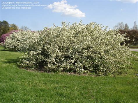 Plantfiles Pictures Sargents Crabapple Malus Sargentii By