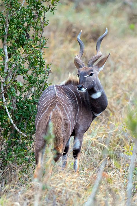 Lesser kudu, tragelaphus imberbis, of eastern africa. Greater kudu tragelaphus strepsicer featuring animal, kudu ...