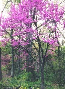 We did not find results for: Kate Denman: What Trees Are Blooming Now In Florida - What ...