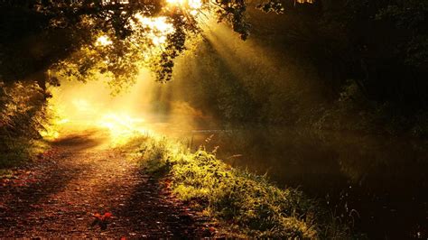 Forests Paths Golden Sunlight Morning Creek Wallpapers Hd