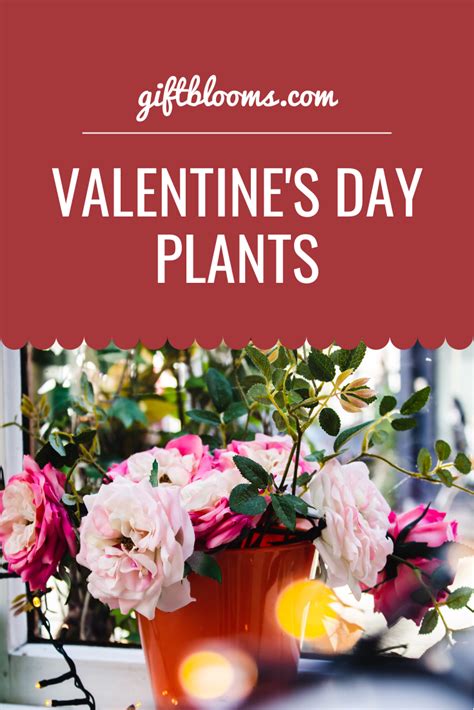 Valentines Day Plants To Add Love To Your Decor In 2021 Plants