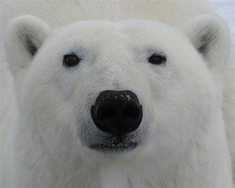 Polar Bear Face Template Free Printables