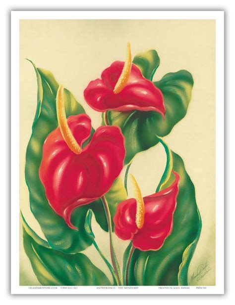 Anthurium Hawaii Flower Floral Botanical Aloha Vintage Art Poster Print