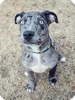 Leopard geckos (modesto) pic hide. Pharaoh-Adopted! | Adopted Puppy | Detroit, MI | Catahoula ...