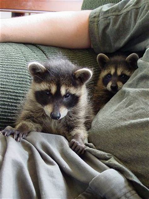 Best 25 Raccoons Ideas On Pinterest Raccoons Eat