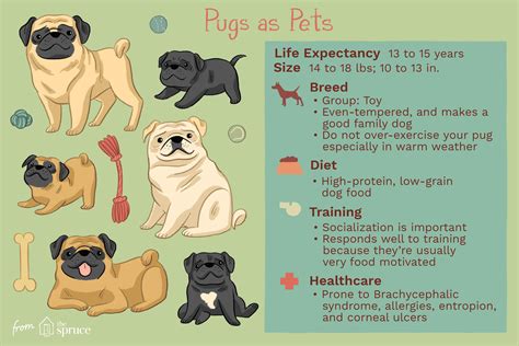 Pug Dog Breed Characteristics And Care