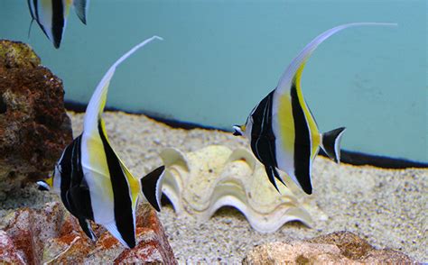 Something Fishy Aquarium Livestock Fish Moorish Idol