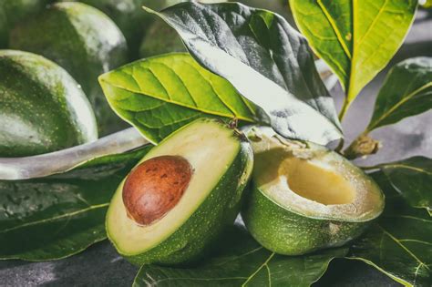 How To Grow Avocados In A Greenhouse Greenhouse Gusto