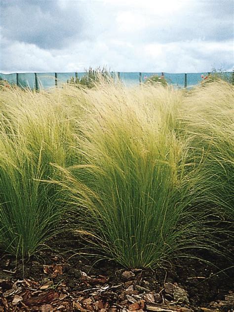 The Prettiest Ornamental Grasses For Sun And Shade Hgtv