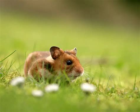 Syrian Hamster Facts Diet Habitat And Pictures On Animaliabio