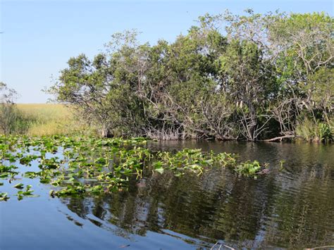 Everglades Plants Rustys Weekly Diary