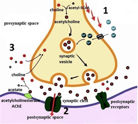 Schematic Representation Of The Acetylcholine Release Course And