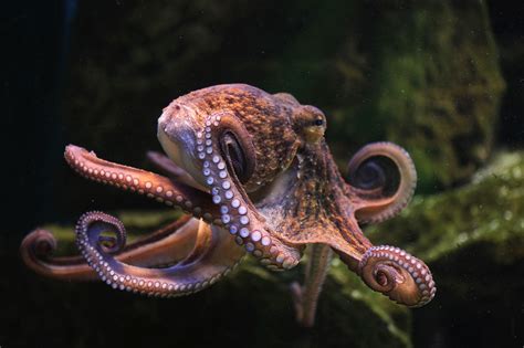 Meet The Octopus Caradonna Adventures