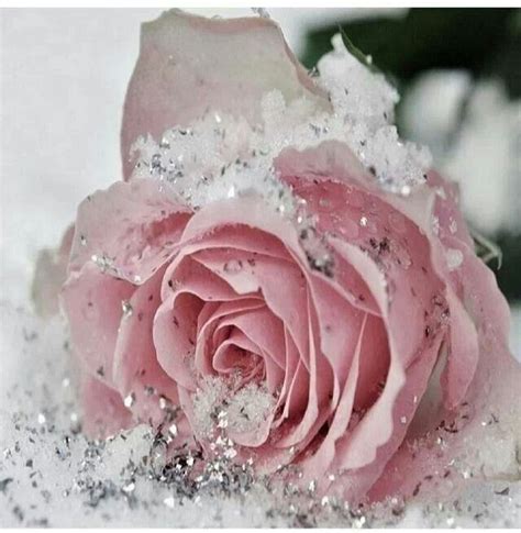 Pink Rose In Snow Beautiful Roses Pink Flowers Beautiful Flowers