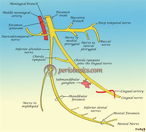 Branches Of The Mandibular Nerve