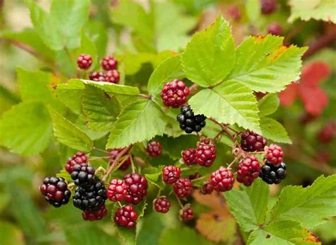 How To Kill Blackberry Bushes Quickly A Quick Guide Plants Heaven