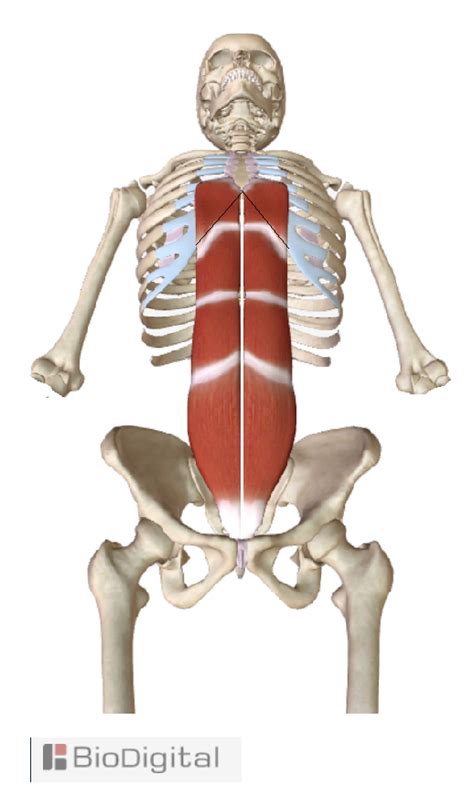 Knee assessment and hip mechanics learn how hip. rectus-abdominis -how to find your