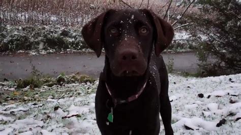 Chocolate Labs First Snow Youtube