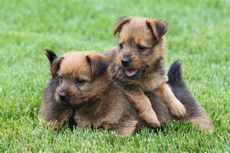 It's free to post an ad. Red Australian Terrier puppies | Australian terrier ...