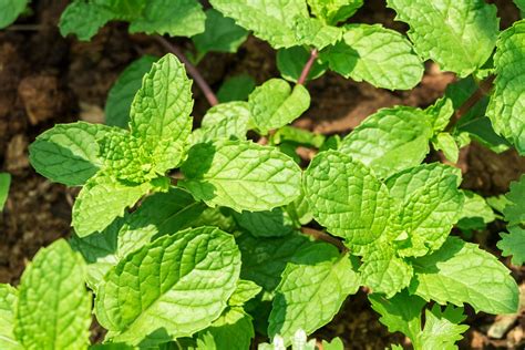 Learn How To Control Mint Plants In The Garden