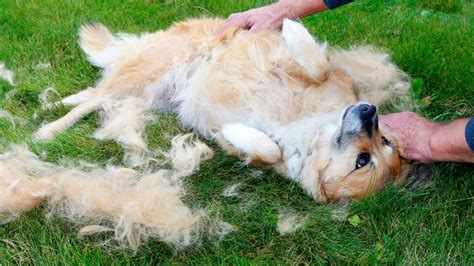 Many have long, thick, or double coats. The reason some dog breeds don't shed