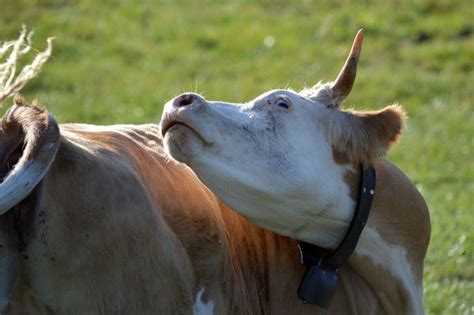 Enfermedad De Las Vacas Locas ¿en Qué Consiste