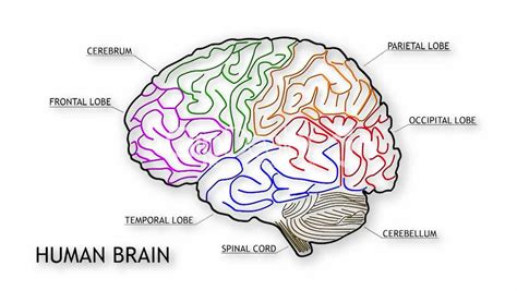 Simple Diagram Showing The Lobes Of The Human Brain The Cerebellum And
