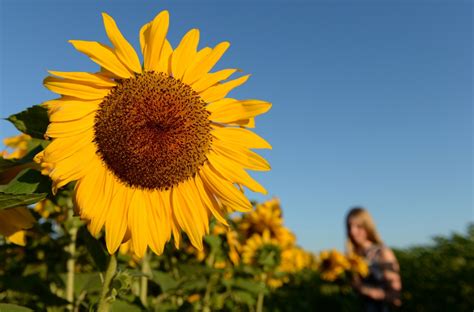 In short, hot weather can delay your tomato crop. Plants can adapt to global warming better than expected