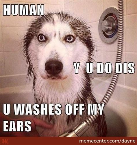 I Am Not Amused That You Washed Away My Ears By Dayne Meme Center