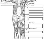 12 Muscles ideas | anatomy and physiology, human anatomy and physiology