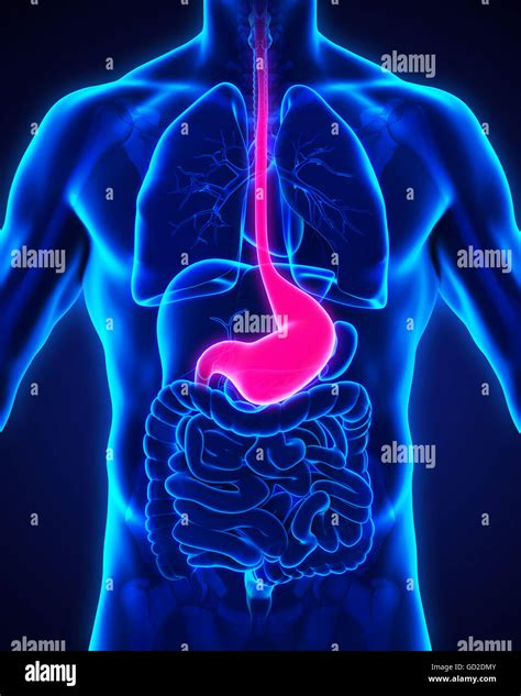 Human Stomach Anatomy Stock Photo Alamy