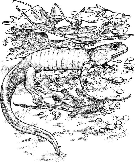Baby Komodo Dragon Coloring Pages - Download & Print Online Coloring