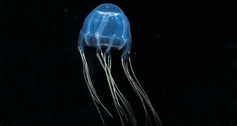 Ten Deadliest Animals in Australia | KickassFacts.com