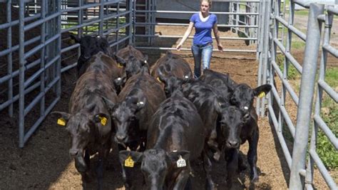 With the best automatic cat feeder options, you can feed your pet when you're not home and encourage a consistent diet. Usda Feeder Cattle Auctions