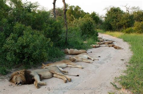 Pride Of Lion Lying On The Road Panthero Leo Malamala