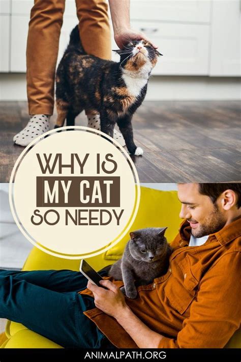 Why Is My Cat So Needy Cats Cat Behavior Cat Training