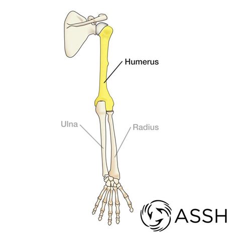The ankle connects the lower part of your leg with your foot. Anatomy 101: Arm Bones | Ręka