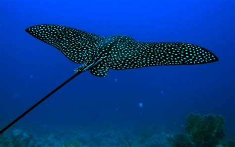 When the online coloring page has loaded, select a color and start clicking on the picture to color it in. underwater, Animals, Stingray Wallpapers HD / Desktop and ...
