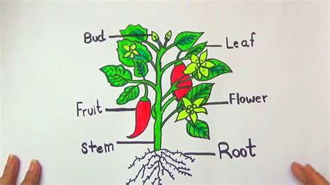 Diagram Diagram Of Where Are The Parts Of A Plant Mydiagramonline