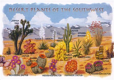 Postcard Desert Plants Of The Southwest By Jassy 50 Via Flickr Cacti