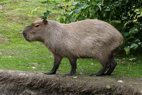 Animais Endemicos Da Mata Atlantica