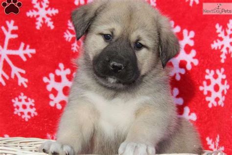 If you are looking for puppies for sale, look no further. Mixed/Other puppy for sale near Lancaster, Pennsylvania ...