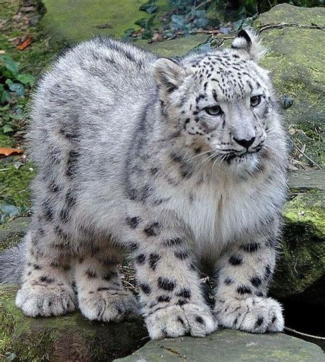 Lovely White Panther In Himalaya Cute Cats Beautiful Cats Cute