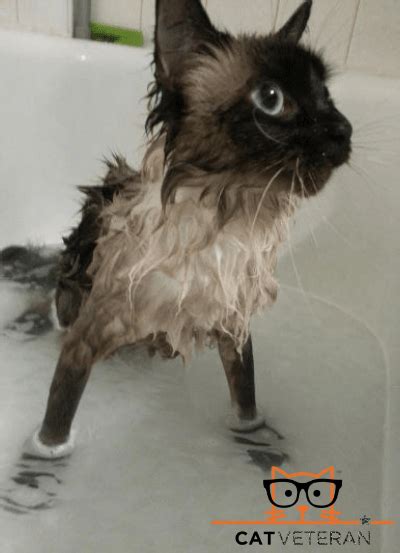 And as we found out the hard way, bathing babies more often than is necessary can dry out. How Often Should I Wash My Cat? | Cat Veteran