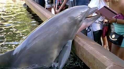 Dolphin Steals Ipad From Woman Taking Its Photo At Seaworld Orlando