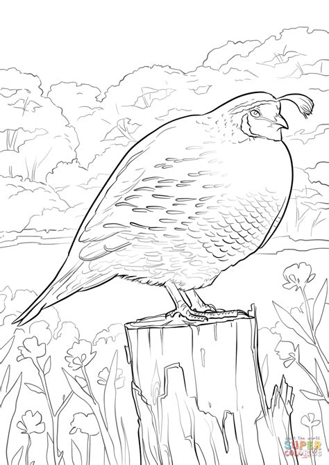 Citing for websites is different from citing from books, magazines and. California Quail coloring page | Free Printable Coloring Pages
