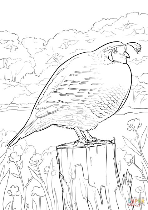 Citing for websites is different from citing from books, magazines and. California Quail coloring page | Free Printable Coloring Pages