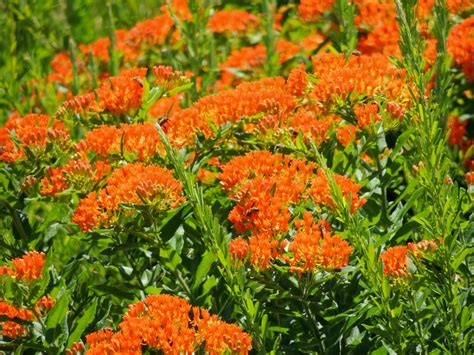 Retrouvez toute l'offre orange depuis le portail : Orange Wildflowers of Arkansas | This colorful bold eye ...