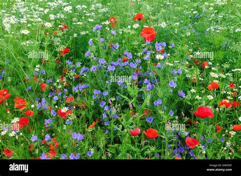 Wildflower Meadow Hi Res Stock Photography And Images Alamy