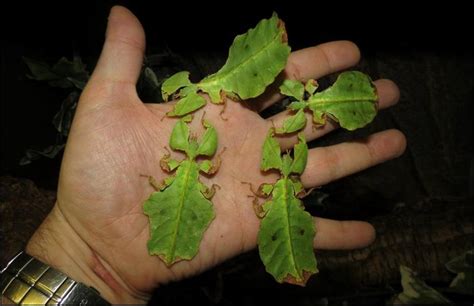 Meet The Giant Leaf Insects Jonathans Jungle Roadshow